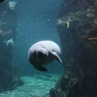 Acquario de Genova