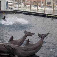 Acquario de Genova