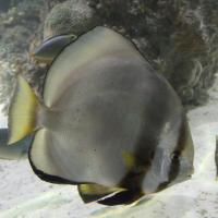 Acquario de Genova