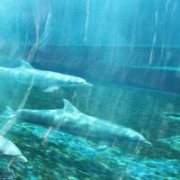 Acquario de Genova