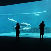 Acquario de Genova