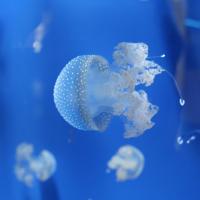 Acquario de Genova